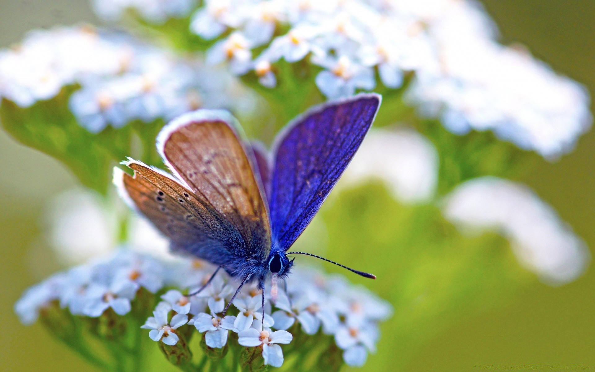 papillon nature insecte fleur à l extérieur été jardin faune feuille gros plan délicat flore animal flou belle sauvage peu couleur aile