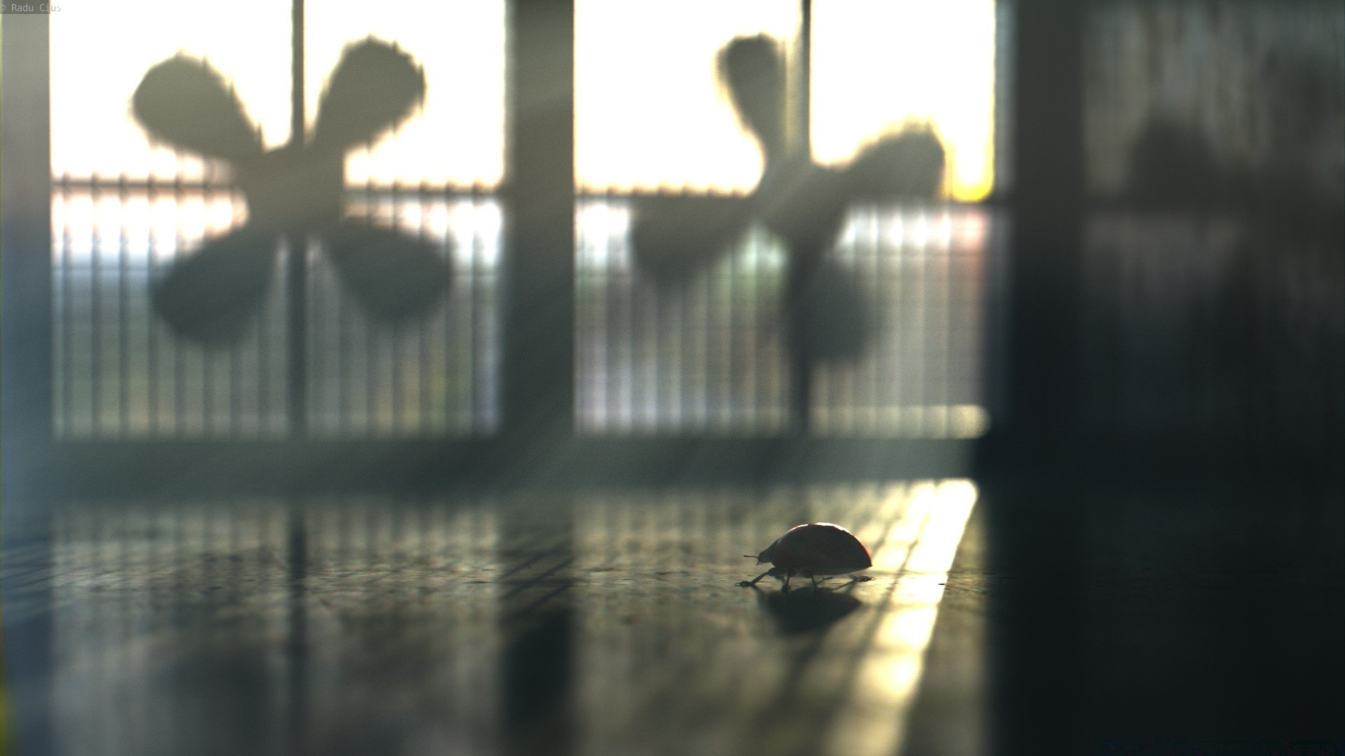 insects blur light reflection backlit silhouette indoors window shadow desktop travel daylight outdoors business city