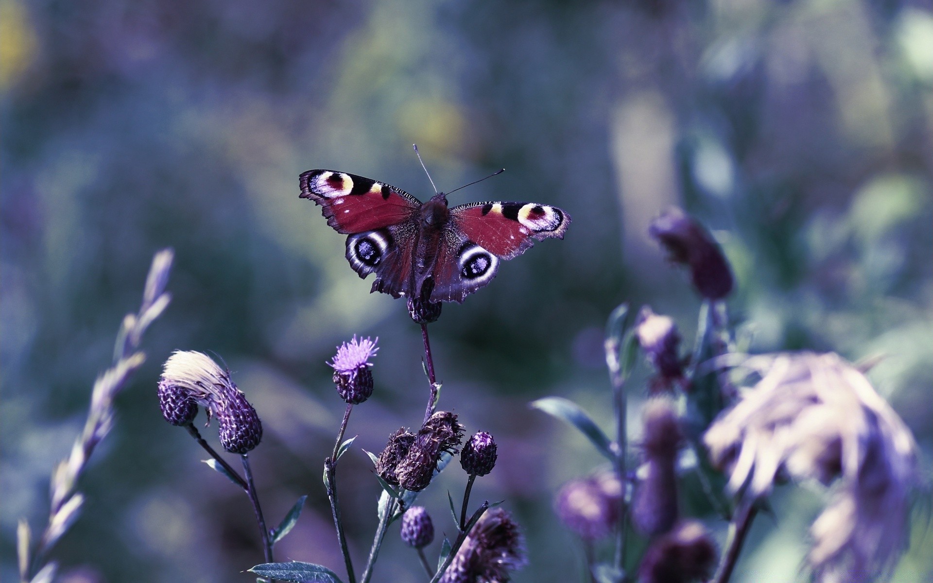 insetos borboleta natureza inseto flor verão jardim ao ar livre flora asa vida selvagem selvagem animal folha close-up bela cor temporada grama brilhante