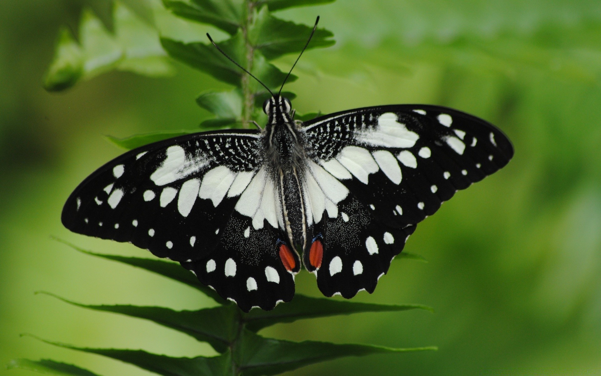 insects butterfly nature insect summer outdoors wing wildlife bright leaf delicate pretty invertebrate garden animal flower tropical