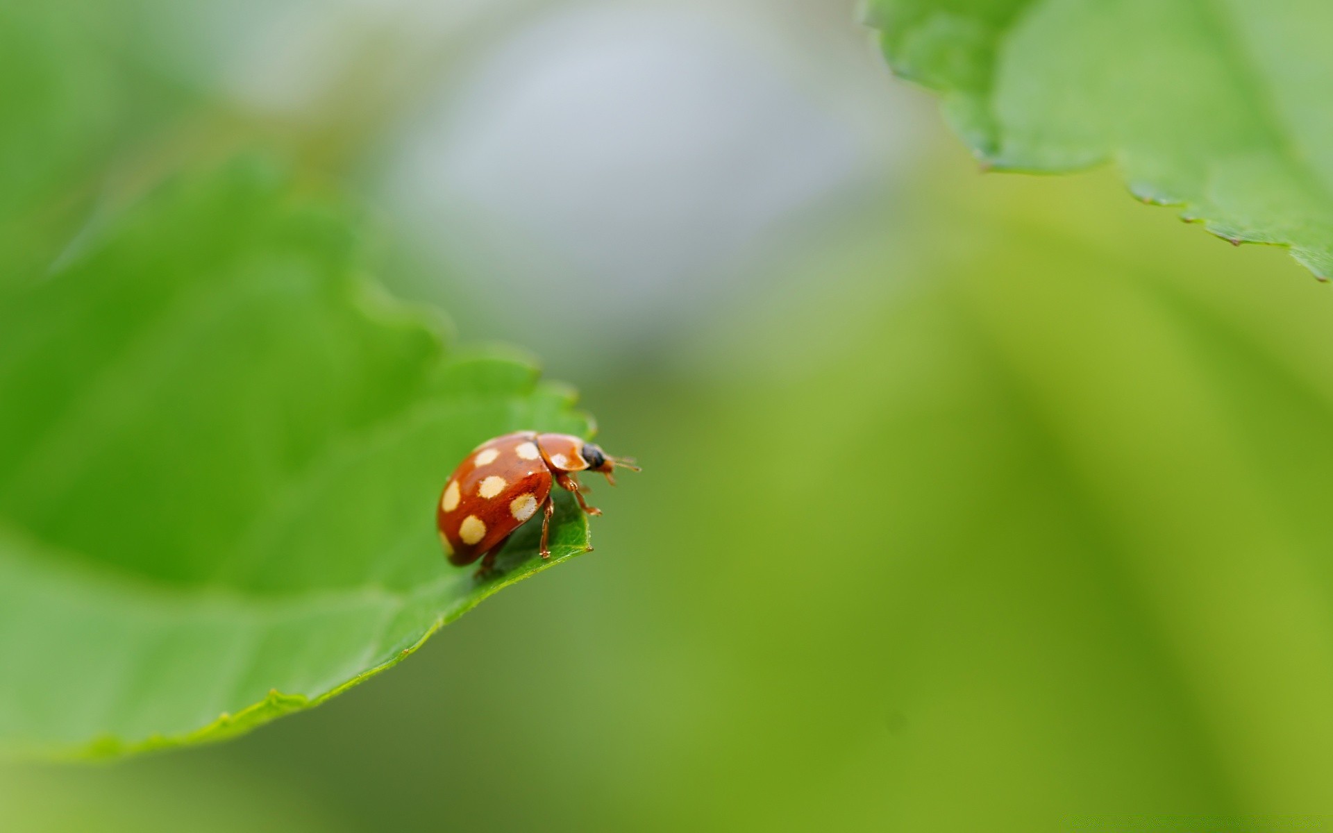 insects leaf ladybug nature rain flora beetle summer insect growth grass biology garden little drop dew environment ecology bright outdoors