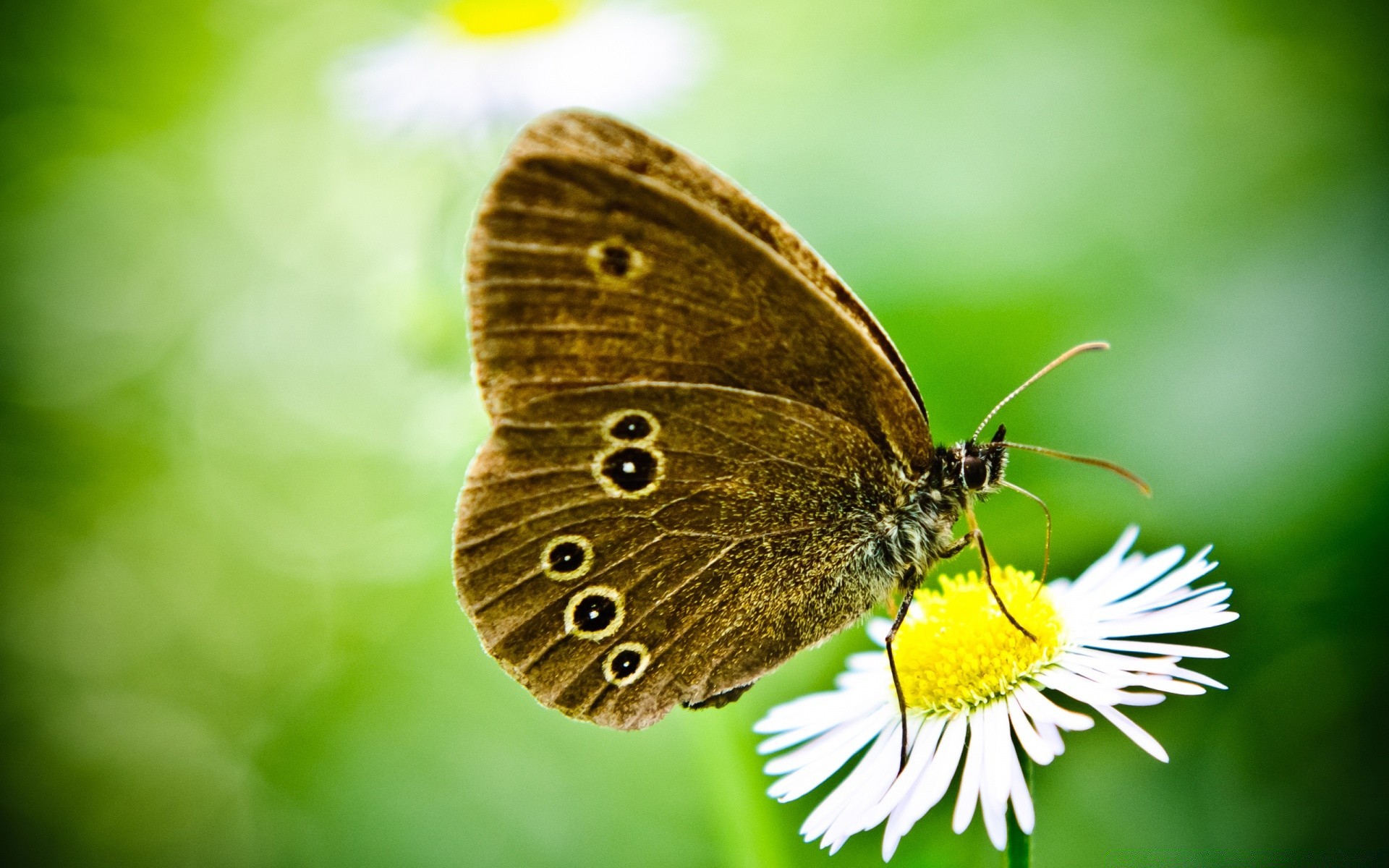 mariposa naturaleza insecto verano jardín al aire libre primer plano vida silvestre hoja flora pequeño animal lepidópteros color