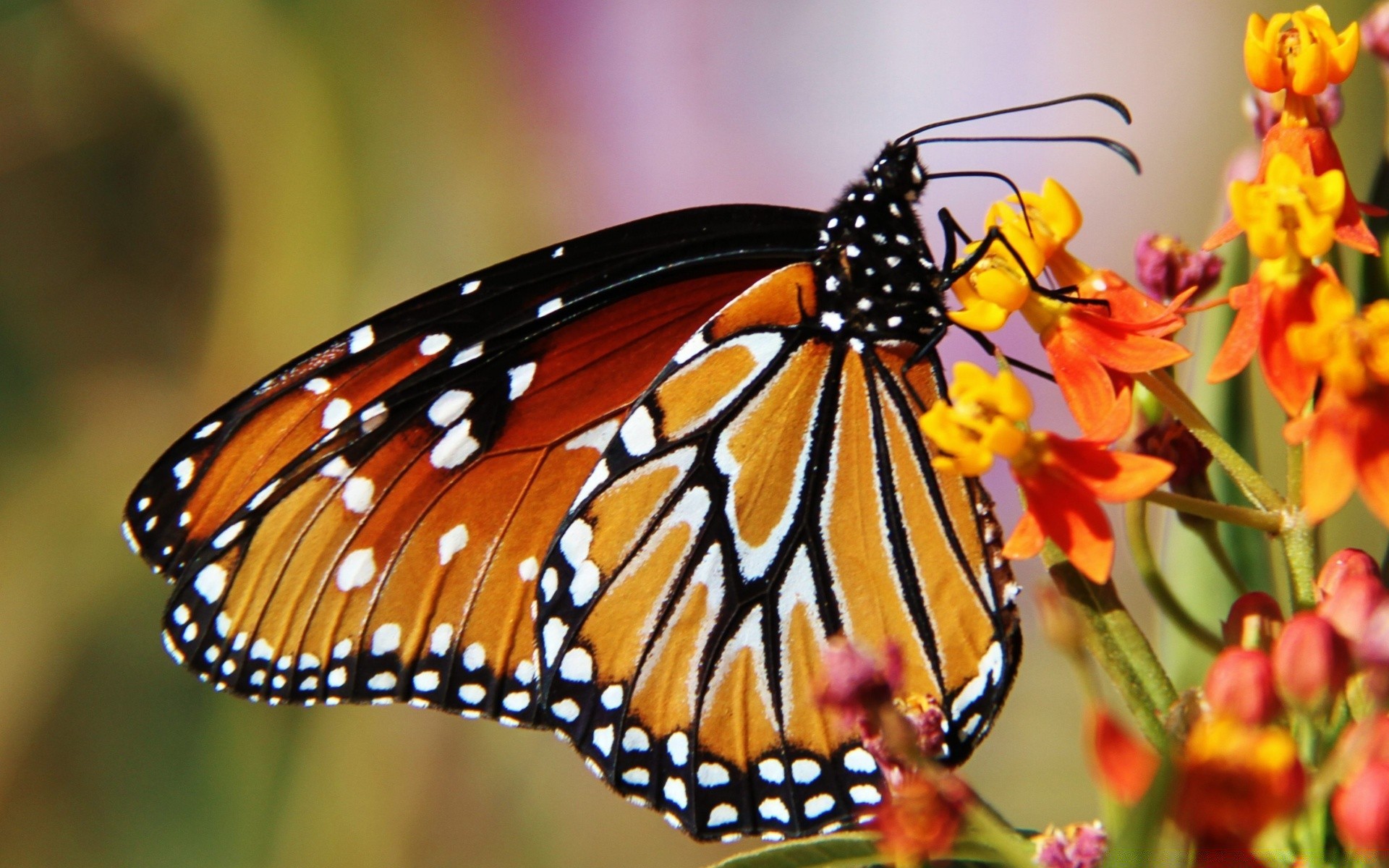 природа насекомое бабочка монарх без смс