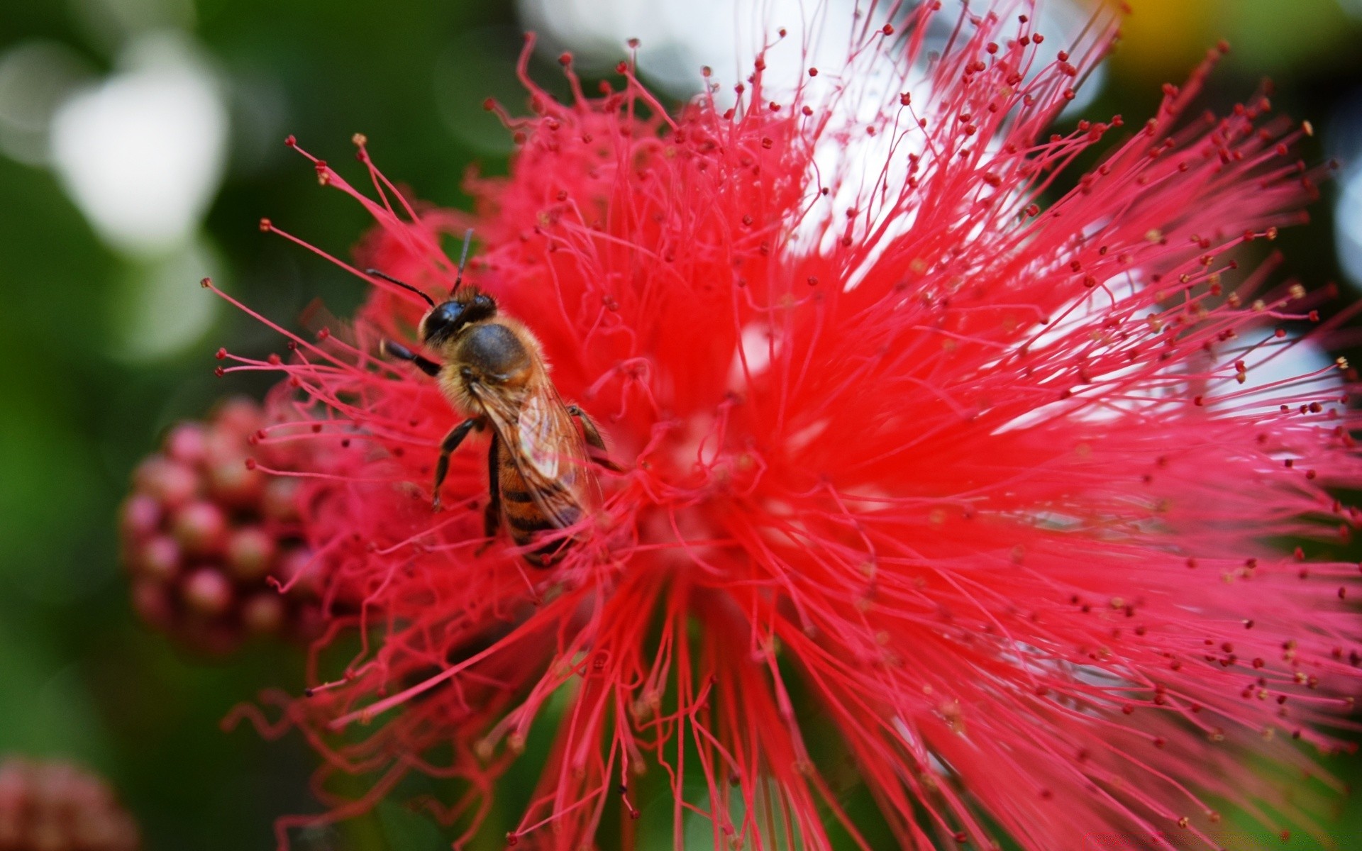 insekten natur blume flora schließen hell blatt im freien farbe wild pollen sommer