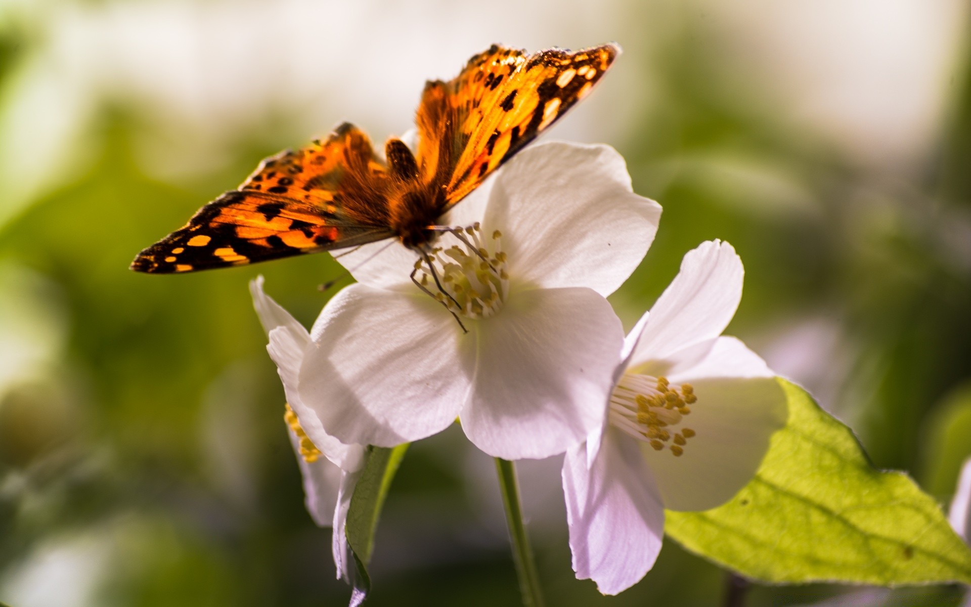 insects nature flower butterfly insect leaf flora summer garden outdoors bright delicate color petal wild blooming