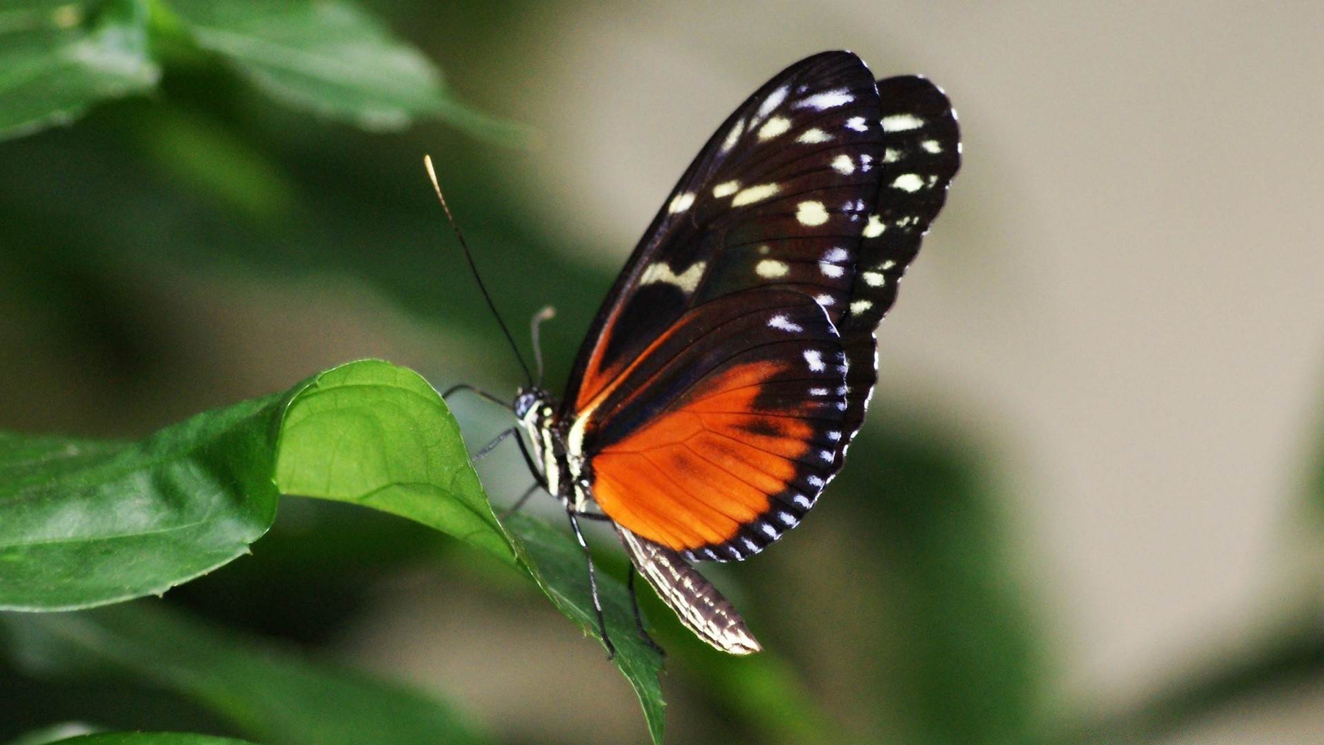 insects butterfly insect nature invertebrate outdoors wildlife summer leaf biology wing animal delicate