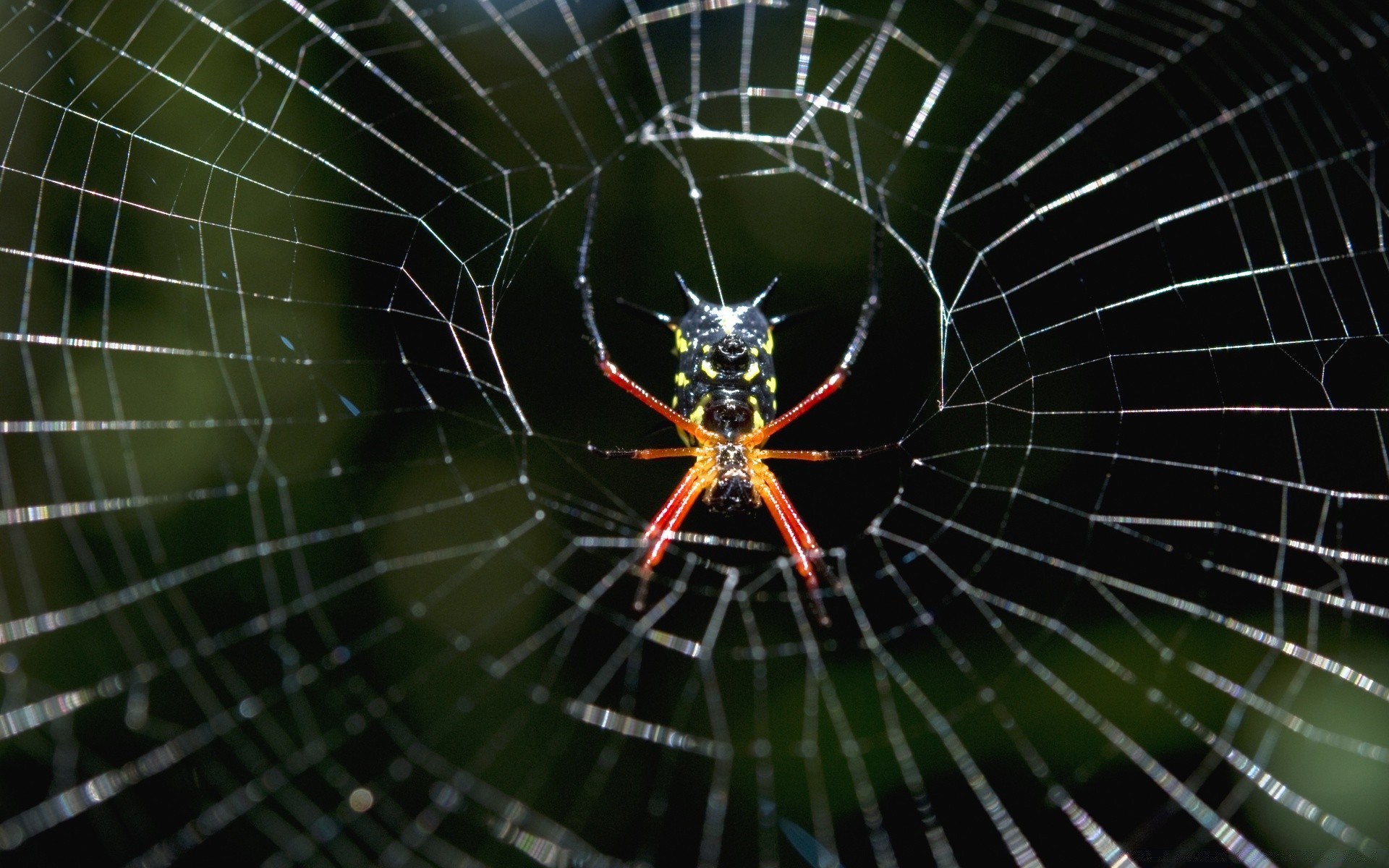 insekten spinne spinnennetz spinnentier spinnennetz falle web gruselig insekt angst tau phobie gefahr faden halloween kompliziertheit verbindung natur muster