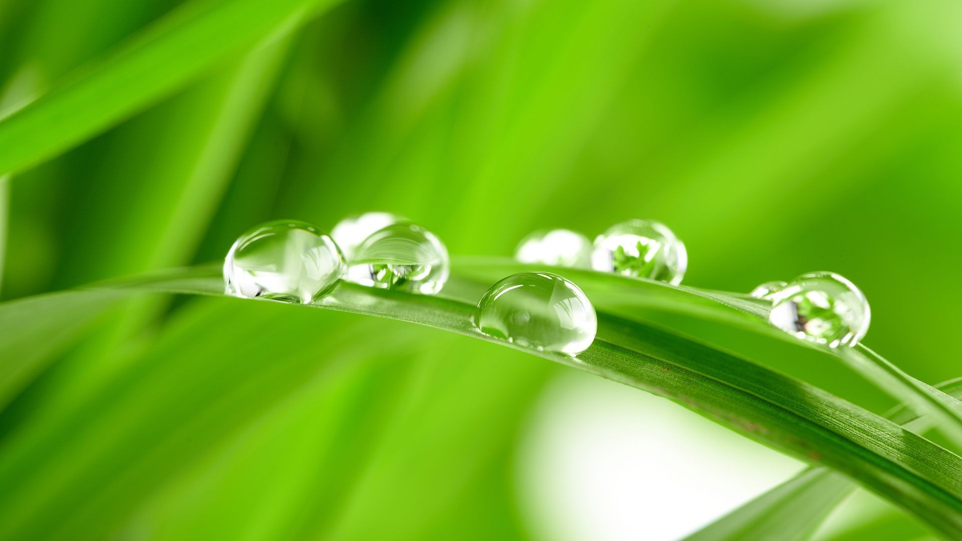 水滴和水 露水 秋天 雨 滴 叶 植物群 纯度 湿 增长 花园 环境 新鲜 滴 自然 叶片 果壳 郁郁葱葱 和谐 水