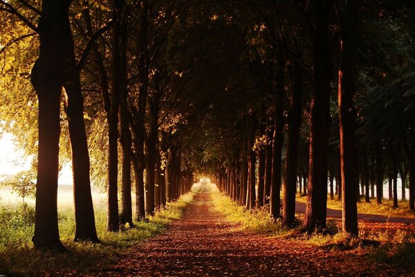 Herbstbäume im Morgengrauen