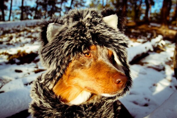 Perro en traje cálido en invierno