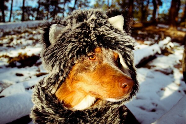 Собака в теплому костюмі взимку