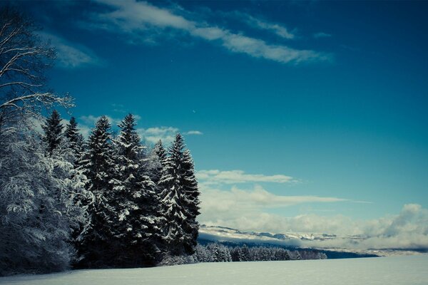 Arbres enneigés. Ciel bleu