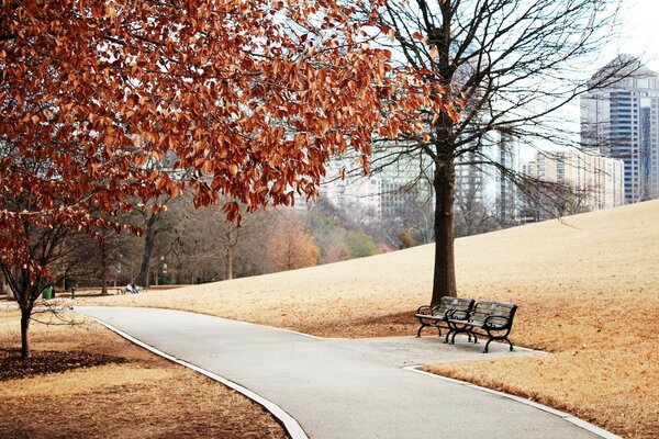 A bench in an autumn park against the backdrop of skyscrapers