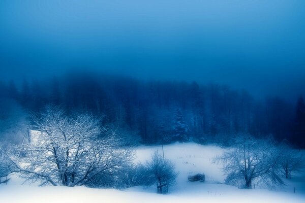 Cold landscape of winter forest