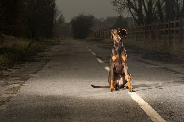 Cachorro sentado sozinho na estrada