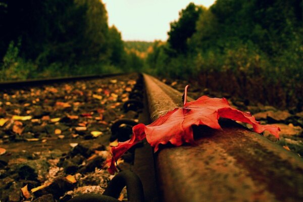 Hoja de otoño en el ferrocarril