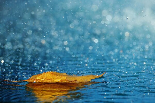 Der Regen. Herbstwetter. Blätter in einer Pfütze