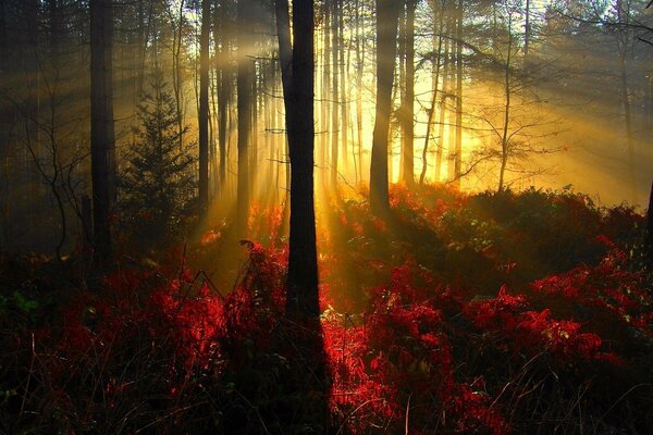 Sonnenuntergang im Pinienwald