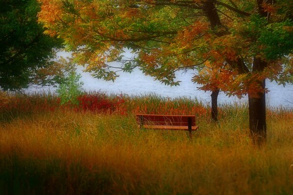 A lonely bench on the river bank