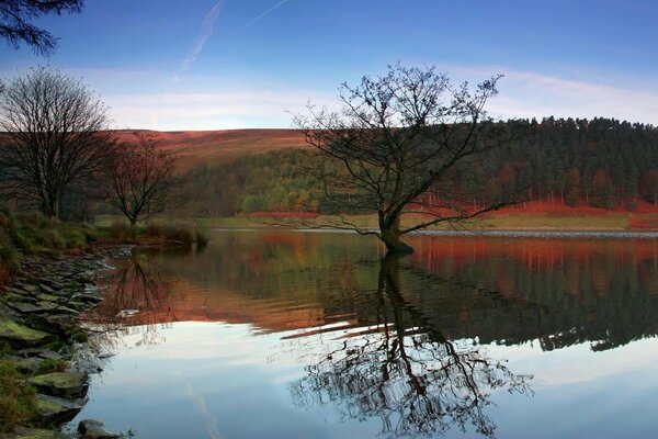 Espejo claro reflejo de un bosque otoñal en un río con ligeras ondulaciones