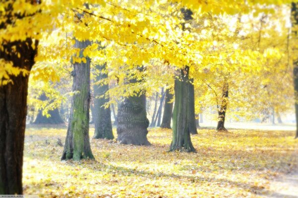 Autumn park with yellow crowns