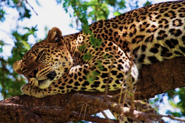 A leopard sleeps on a tree branch