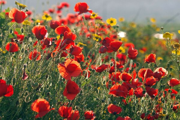 Glade of red poppies in summer