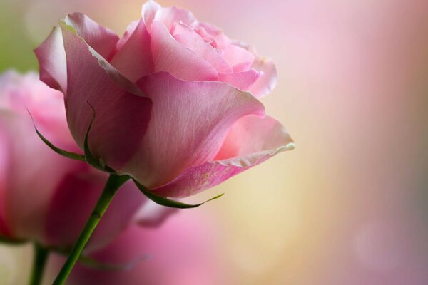 Pink rose on a white background