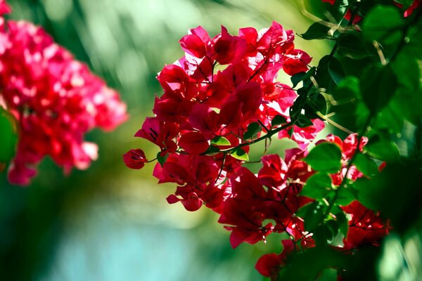 Flores rojas contra el follaje verde