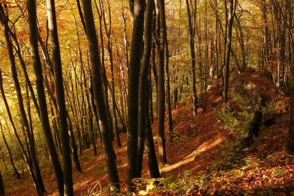 ОСЕННЕЕ СОЛНЦЕ ОСВЕЩАЕТ РЕДКИЙ ЛЕС