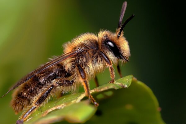 A furry beetle sits on a leaf