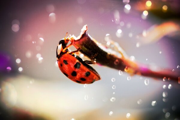 Carta da parati rossa coccinella