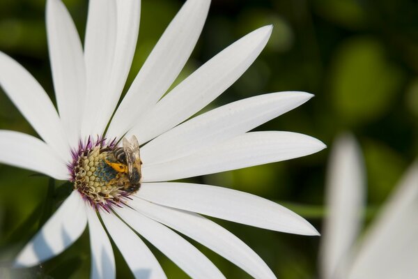 Bee insect on a white flower summer