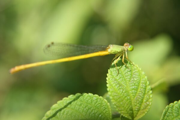 Libelle Insekt auf grünem Blatt Natur