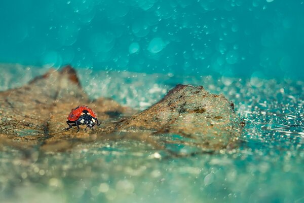 Ladybug floats on a leaf from a tree