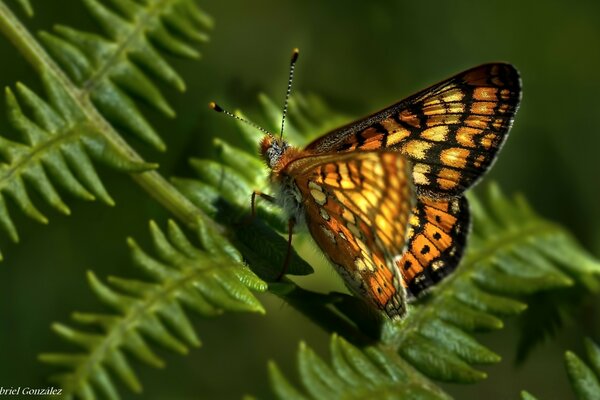 Mariposa amarilla en una hoja de helecho