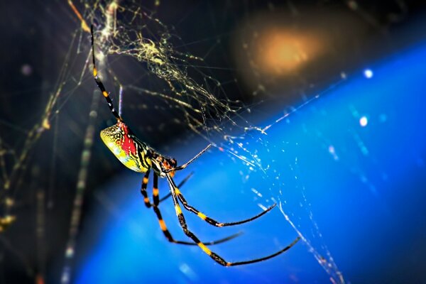 Säugetiere Spinne Spinnentiere mit Spinnennetz Insektengefahr