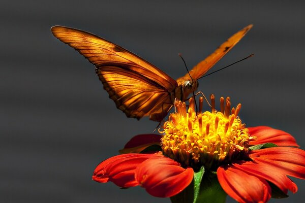 A butterfly sits on an orange flower