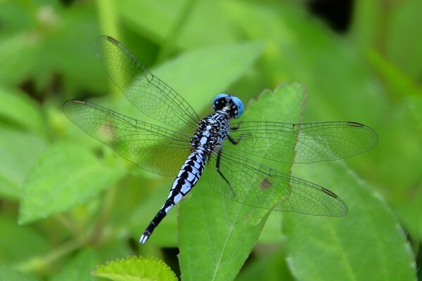 A dragonfly sits on a green leaf