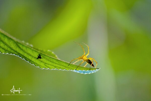 A spider crawls after an insect on a leaf