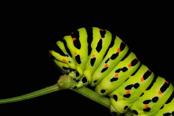 Owad bezkręgowy gąsienica Natura