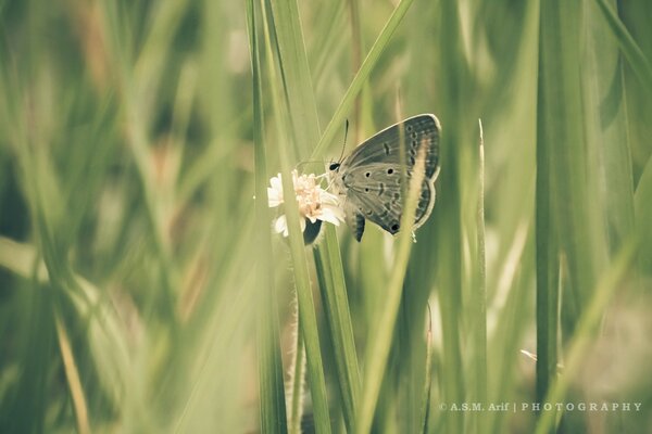 Motyl w trawie tapety