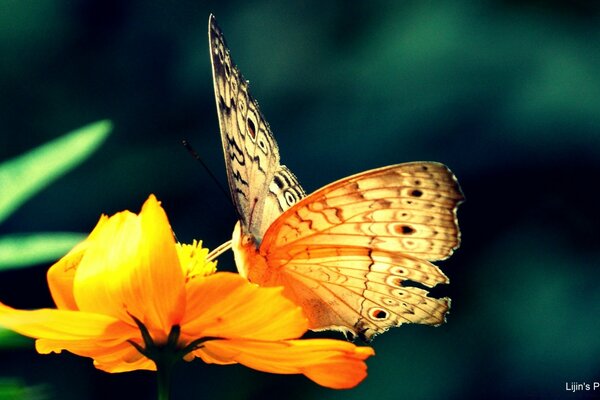 Insectos. La mariposa recoge el néctar