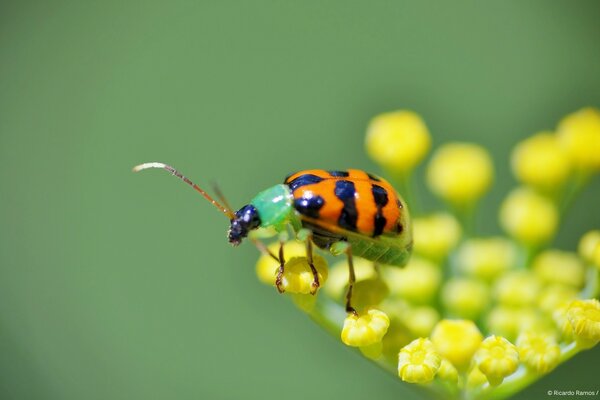 Insecto de la fauna de bozhyakorovka