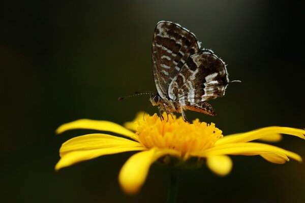 Schmetterling auf gelber Blume schwarzer Hintergrund