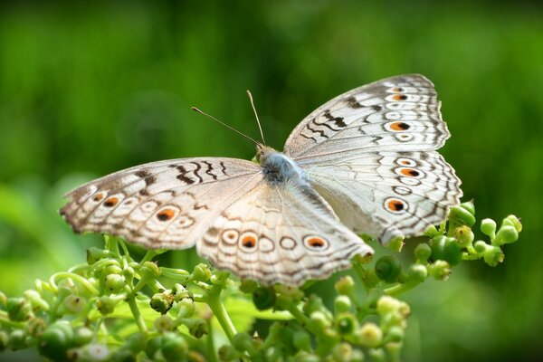 Multicolored natural insect butterfly