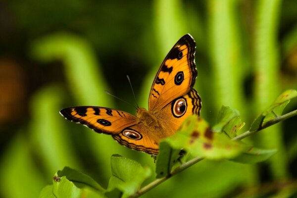 Hermosa mariposa en la rama, tiro profesional