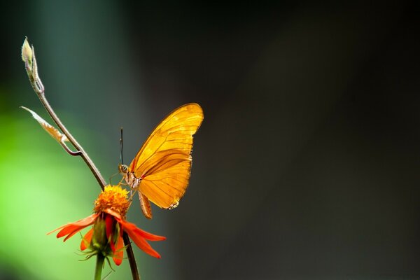 Ein Schmetterling sitzt auf einer orangefarbenen Blume