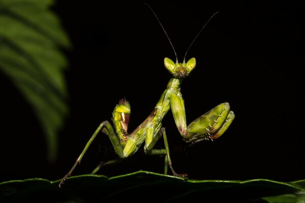 Insecte invertébré sauterelle verte ou mante