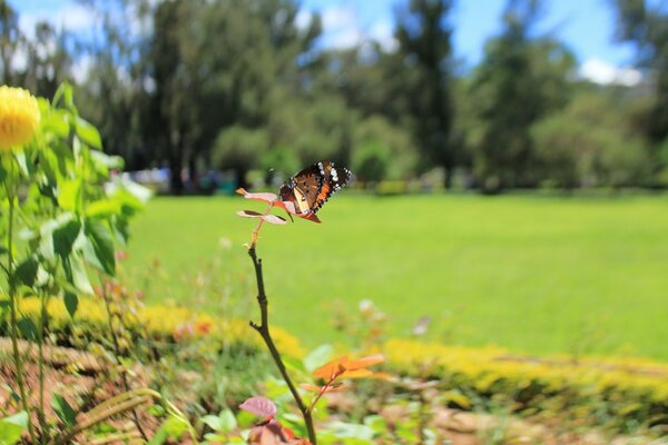 Schmetterling im Sommer im Freien